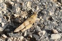Oedipoda caerulescens