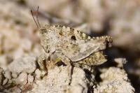Tetrix undulata