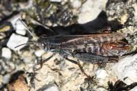 Calliptamus italicus