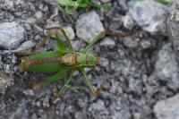 Leptophyes punctatissima