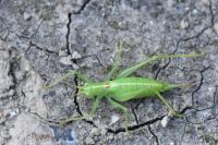 Meconema meridionale