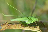 Phaneroptera nana
