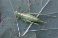 Meconema meridionale