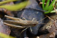 Chorthippus albomarginatus