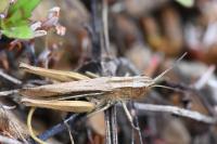 Chorthippus albomarginatus