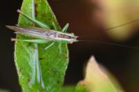 Conocephalus fuscus