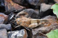 Oedipoda caerulescens