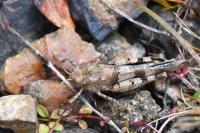 Oedipoda caerulescens