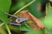 Pholidoptera griseoaptera