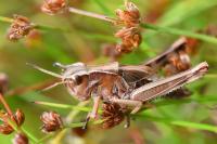 Stethophyma grossum