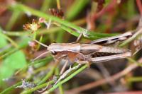 Stethophyma grossum