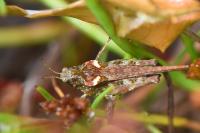 Tetrix ceperoi