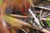 Tetrix undulata