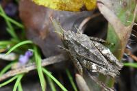 Tetrix undulata