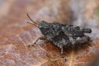 Tetrix undulata