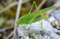 Phaneroptera nana