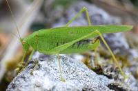 Phaneroptera nana