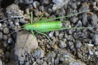 Meconema meridionale