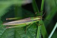 Mecostethus parapleurus