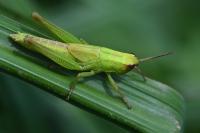 Mecostethus parapleurus