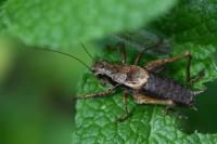 Pholidoptera griseoaptera