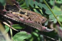Aiolopus strepens