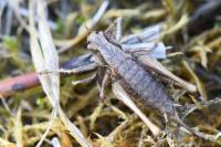 Pholidoptera griseoaptera