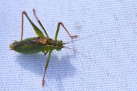 Leptophyes punctatissima
