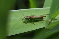 Conocephalus fuscus