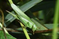 Tettigonia viridissima