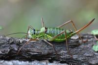Ephippiger diurnus