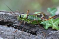 Ephippiger diurnus
