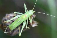 Meconema meridionale