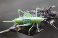 Meconema meridionale