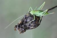 Meconema meridionale