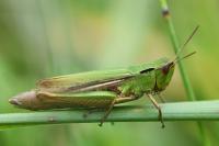 Chorthippus albomarginatus