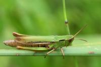 Chorthippus albomarginatus
