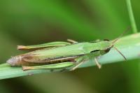 Chorthippus albomarginatus