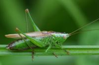 Conocephalus fuscus