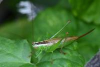 Conocephalus fuscus