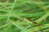 Conocephalus fuscus