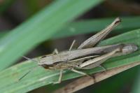 Euchorthippus elegantulus