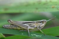 Euchorthippus elegantulus