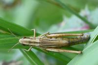 Euchorthippus declivus