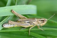 Euchorthippus declivus