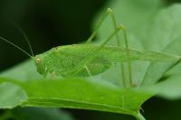 Phaneroptera falcata