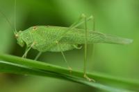 Phaneroptera falcata