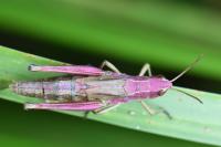 Pseudochorthippus parallelus