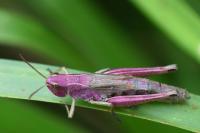 Pseudochorthippus parallelus