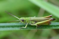 Chorthippus dorsatus